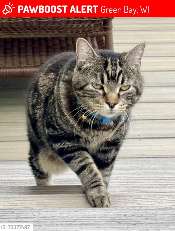 Lost Male Cat last seen Golf Drive, Green Bay, Green Bay, WI 54311
