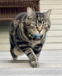 Lost Male Cat last seen Golf Drive, Green Bay, Green Bay, WI 54311