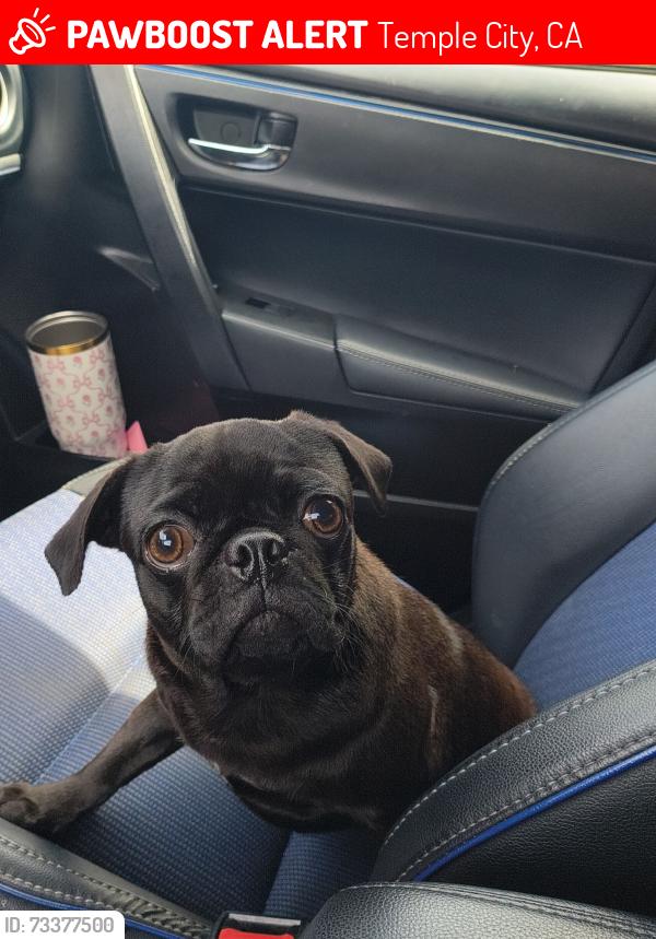 Lost Female Dog last seen Danbury santa anita, Temple City, CA 91780
