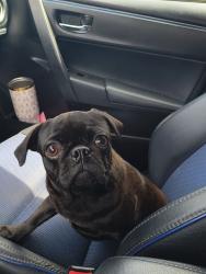 Lost Female Dog last seen Danbury santa anita, Temple City, CA 91780