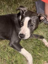 Shelter Stray Female Dog last seen Kingston rd, Caddo Parish, LA, 1500 Monty St, Shreveport, LA 71107, USA