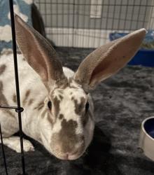 Shelter Stray Female Rabbit last seen Near Fruitvale, Oakland,, 1101 29th Ave, Oakland, CA 94601, USA