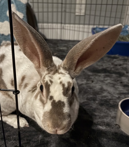 Shelter Stray Female Rabbit last seen Near Fruitvale, Oakland,, 1101 29th Ave, Oakland, CA 94601, USA