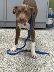 Shelter Stray Female Dog last seen Mclean,Virginia,22102,Westpark Dr/Park Run Dr, Fairfax County, VA, 4500 West Ox Rd, Fairfax, VA 22030, USA