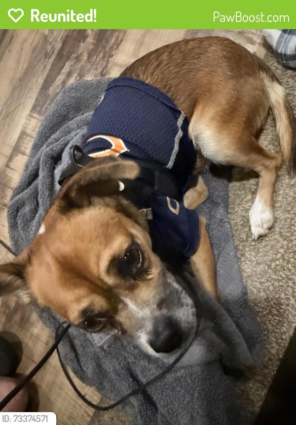 Reunited Male Dog last seen Virginia and 39th st, Fort Pierce, FL 34947