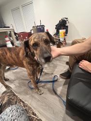 Found/Stray Male Dog last seen Bojangles on hicone rd, Greensboro, NC 27405
