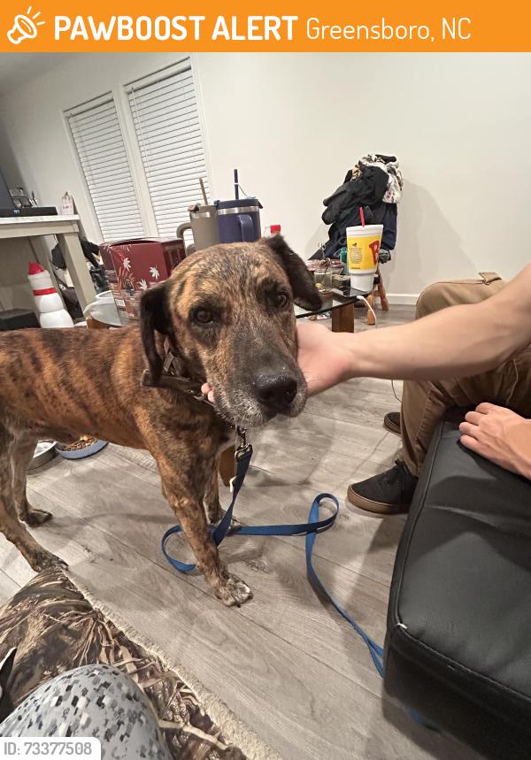 Found/Stray Male Dog last seen Bojangles on hicone rd, Greensboro, NC 27405