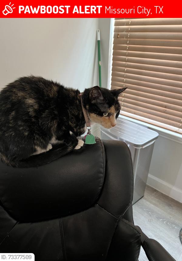 Lost Female Cat last seen Hawks Rd, Missouri City, TX 77489