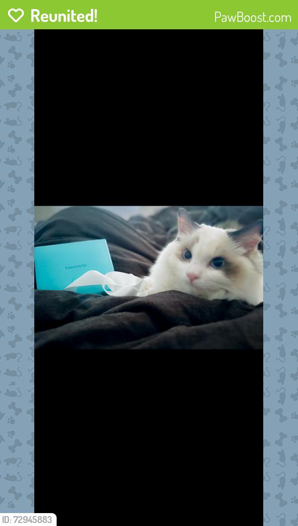 Reunited Female Cat last seen Rosebowl, Pasadena, CA 91103