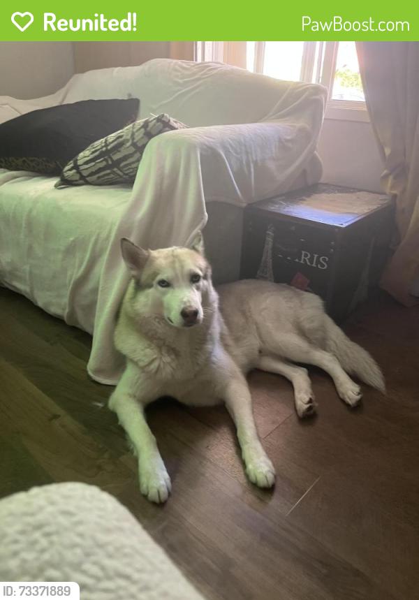 Reunited Male Dog last seen Near via Pinale San Lorenzo, San Lorenzo, CA 94580