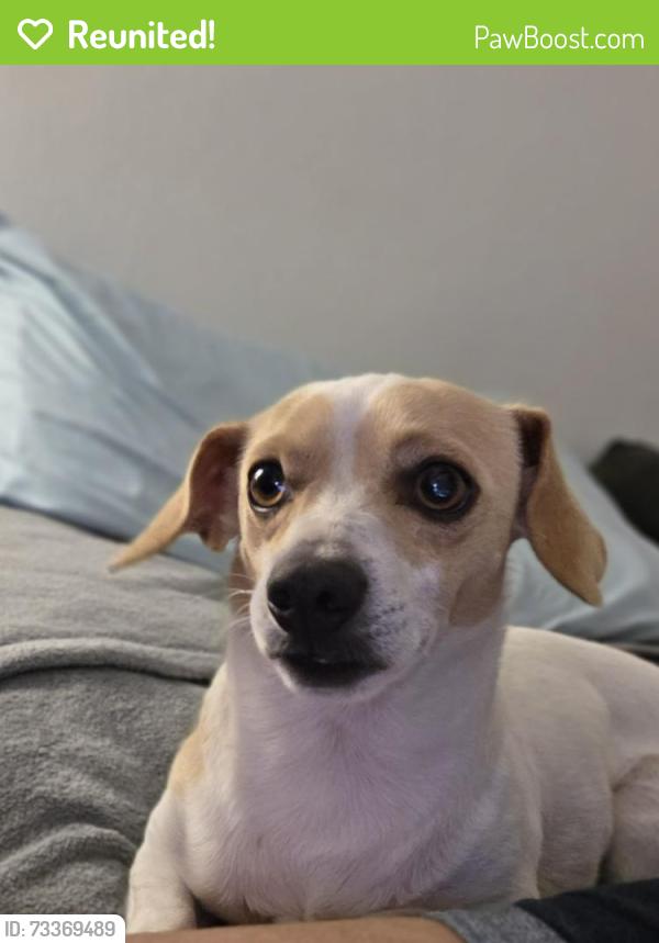Reunited Male Dog last seen Almeria Ave & Rosewood Way down the street from Almeria Middle School, Fontana, CA 92336