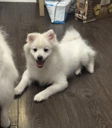 Reunited Male Dog last seen Etiwanda and Roscoe, Los Angeles, CA 91335