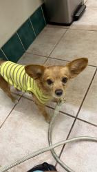 Lost Male Dog last seen Weber St, W Orange Grove Ave, Pomona, CA 91768