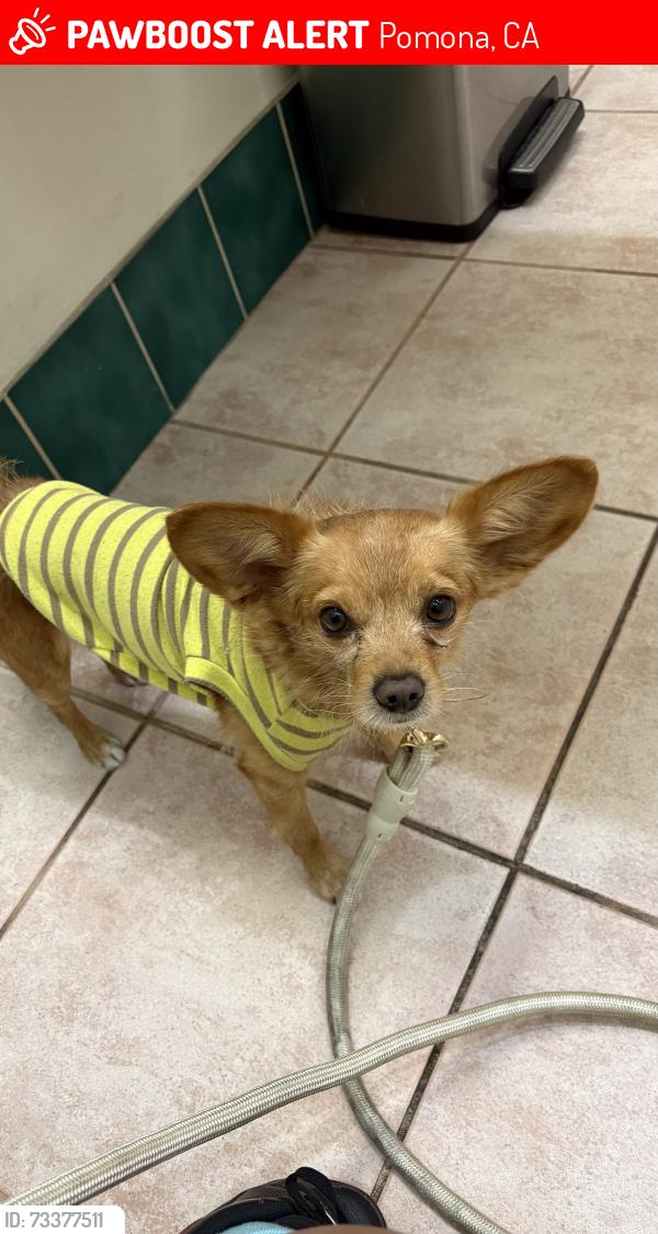 Lost Male Dog last seen Weber St, W Orange Grove Ave, Pomona, CA 91768
