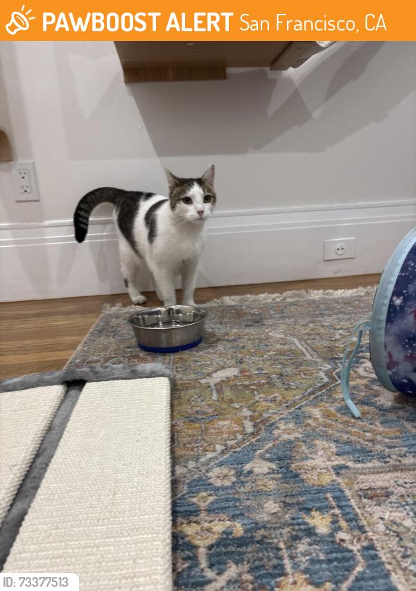 Found/Stray Female Cat last seen Cordova and Winding Way, San Francisco, CA 94014