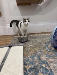 Found/Stray Female Cat last seen Cordova and Winding Way, San Francisco, CA 94014