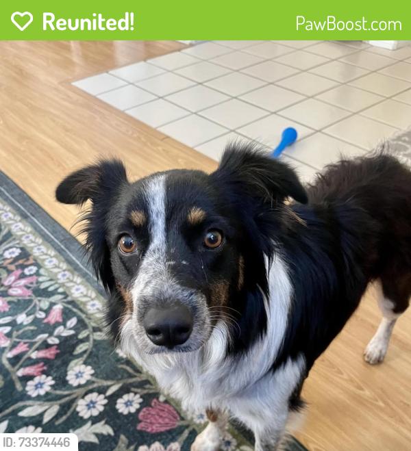 Reunited Female Dog last seen Parkcrest and Ravenwood Dr, Murrieta, CA 92562