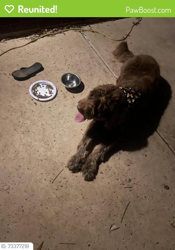 Reunited Unknown Dog last seen By Wind River pool, Denton, TX 76210