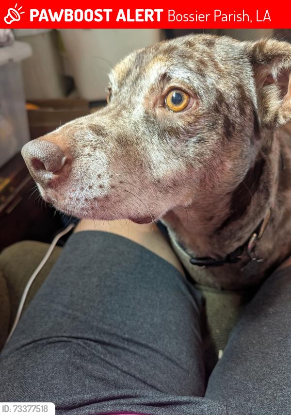 Lost Male Dog last seen Jessie jones Dr and Linton Rd, Bossier Parish, LA 71006