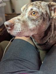Lost Male Dog last seen Jessie jones Dr and Linton Rd, Bossier Parish, LA 71006