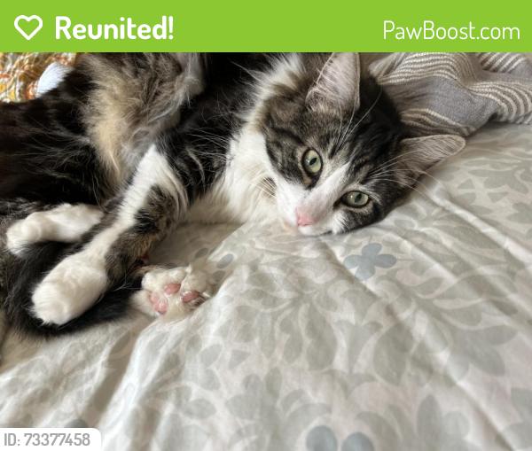 Reunited Male Cat last seen Near NE 100th street, Seattle, WA 98125