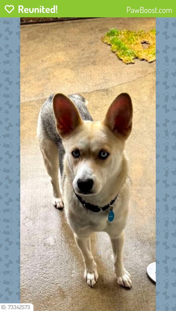 Reunited Female Dog last seen Rancho Santa Fe rd. & Via Allondra, San Marcos, CA, San Marcos, CA 92078