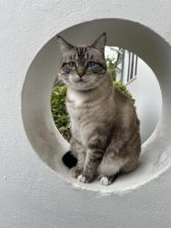 Reunited Male Cat last seen Pearl Harbor Rd & Essex, Alameda, CA 94501