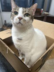 Lost Female Cat last seen Whittier Ave and Lower Alden Drive, Rahway, NJ 07065