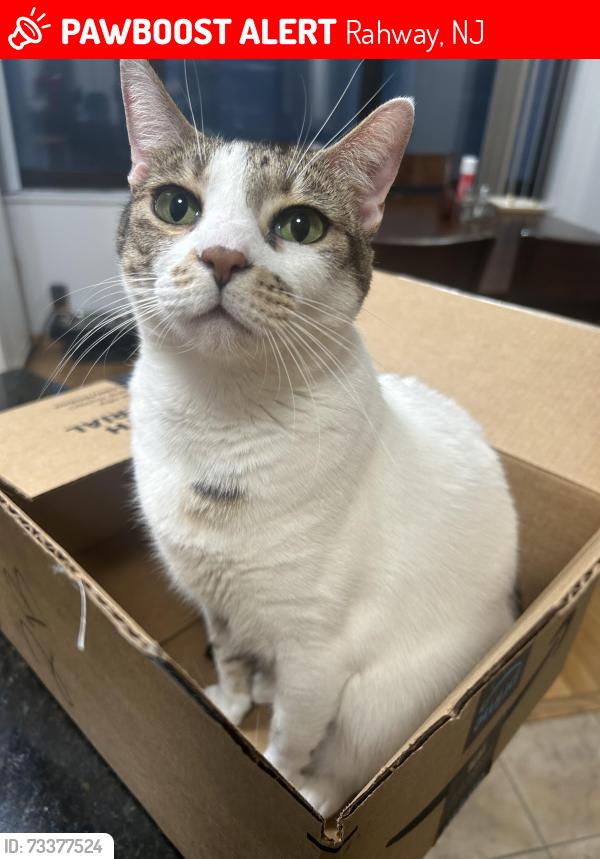 Lost Female Cat last seen Whittier Ave and Lower Alden Drive, Rahway, NJ 07065