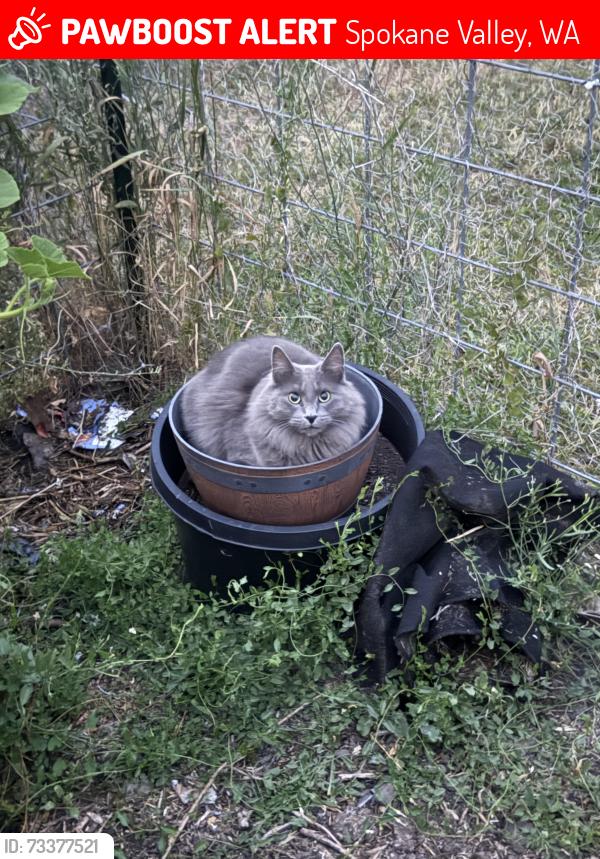 Lost Male Cat last seen N Adams Rd and E Rockwell, Spokane Valley, WA 99216
