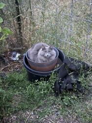 Lost Male Cat last seen N Adams Rd and E Rockwell, Spokane Valley, WA 99216
