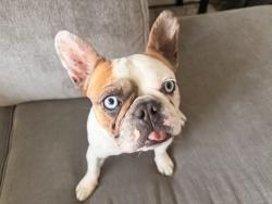 Lost Female Dog last seen 16th and University, Spokane Valley, WA 99206