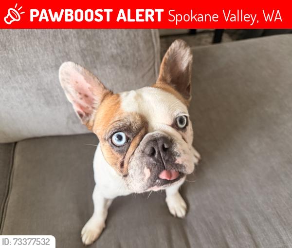 Lost Female Dog last seen 16th and University, Spokane Valley, WA 99206