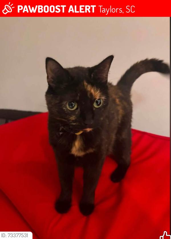 Lost Female Cat last seen Maple Ridge, stallion Drive, fetlock, Taylors, SC 29687