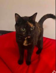 Lost Female Cat last seen Maple Ridge, stallion Drive, fetlock, Taylors, SC 29687
