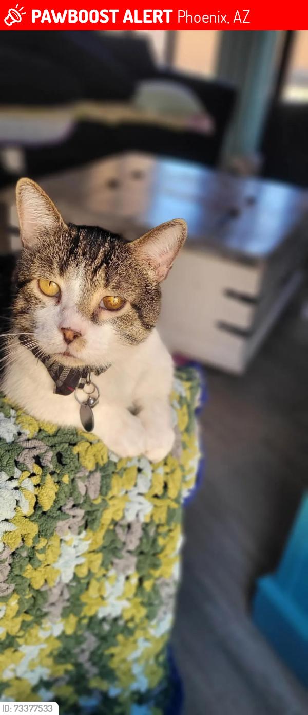 Lost Male Cat last seen Dixyleta, Phoenix, AZ 85085