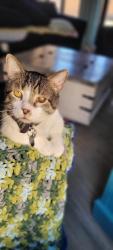 Lost Male Cat last seen Dixyleta, Phoenix, AZ 85085