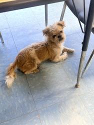 Found/Stray Male Dog last seen Glendon street, Winston-Salem, NC 27107