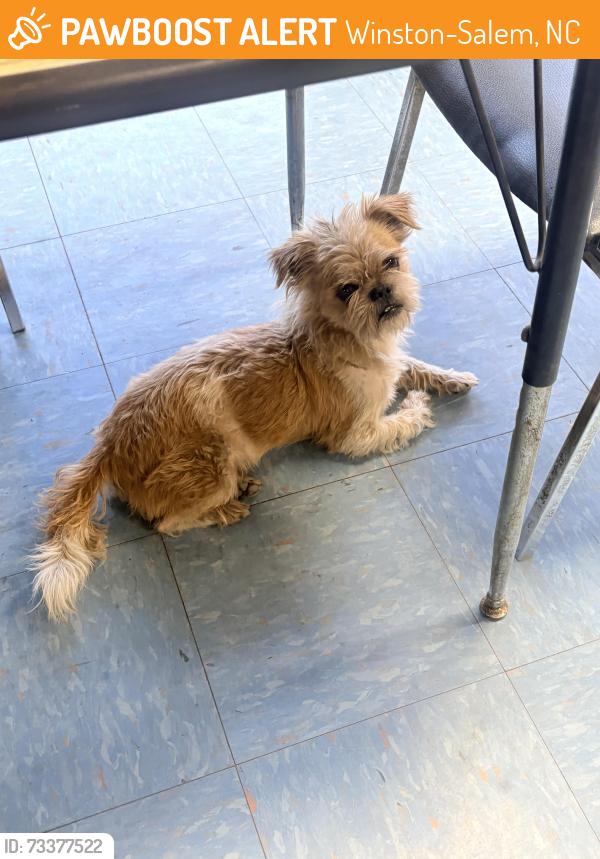 Found/Stray Male Dog last seen Glendon street, Winston-Salem, NC 27107