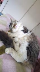 Lost Male Cat last seen Lynwood Anglican church, Lynwood, WA 6147