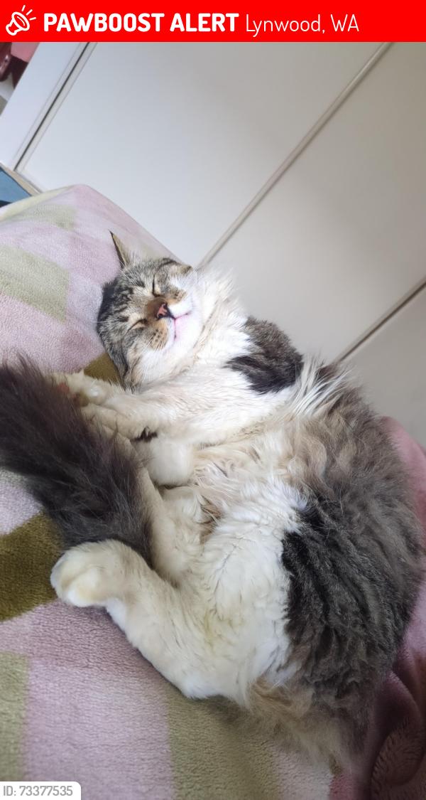 Lost Male Cat last seen Lynwood Anglican church, Lynwood, WA 6147