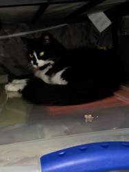 Reunited Female Cat last seen Near coen rd and 521 texas, Rosharon, TX 77583
