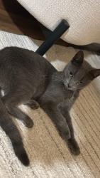 Reunited Female Cat last seen Lexington Avenue, Jersey City, NJ 07304