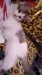 Lost Male Cat last seen Royal Crest Dr, Berryesa,Lundy, Townsend park,Mercado park,flickenger, San Jose, CA 95131