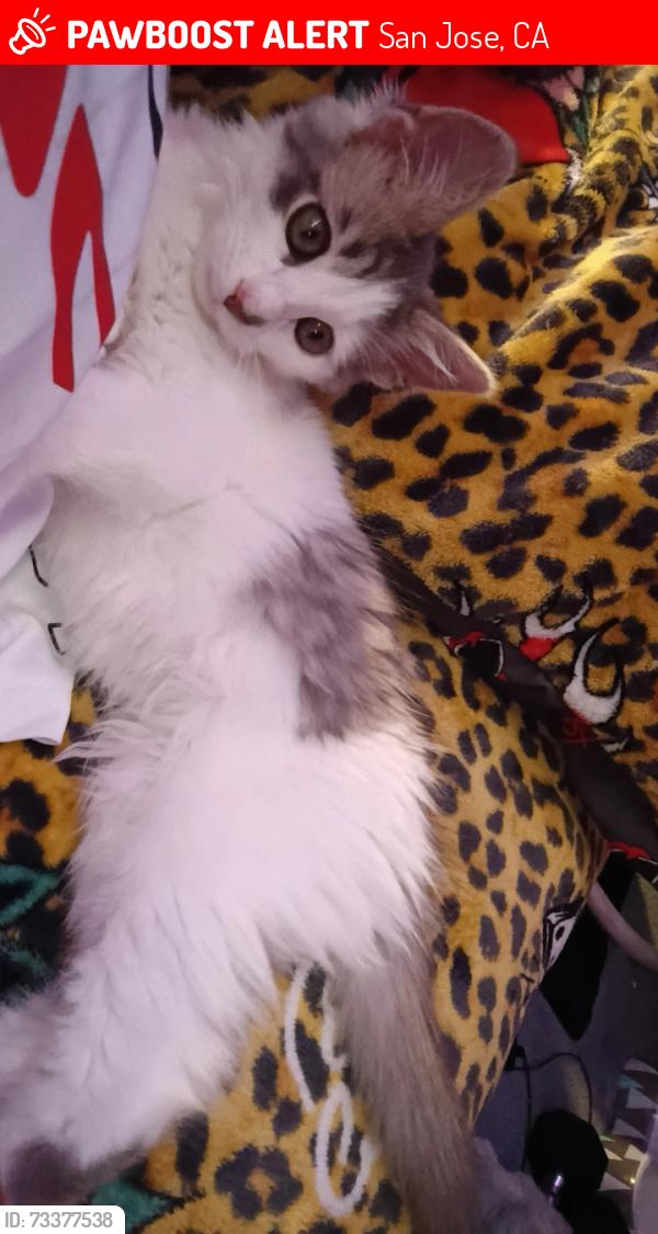 Lost Male Cat last seen Royal Crest Dr, Berryesa,Lundy, Townsend park,Mercado park,flickenger, San Jose, CA 95131