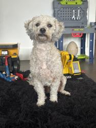 Lost Male Dog last seen Oakland California, Oakland, CA 94603