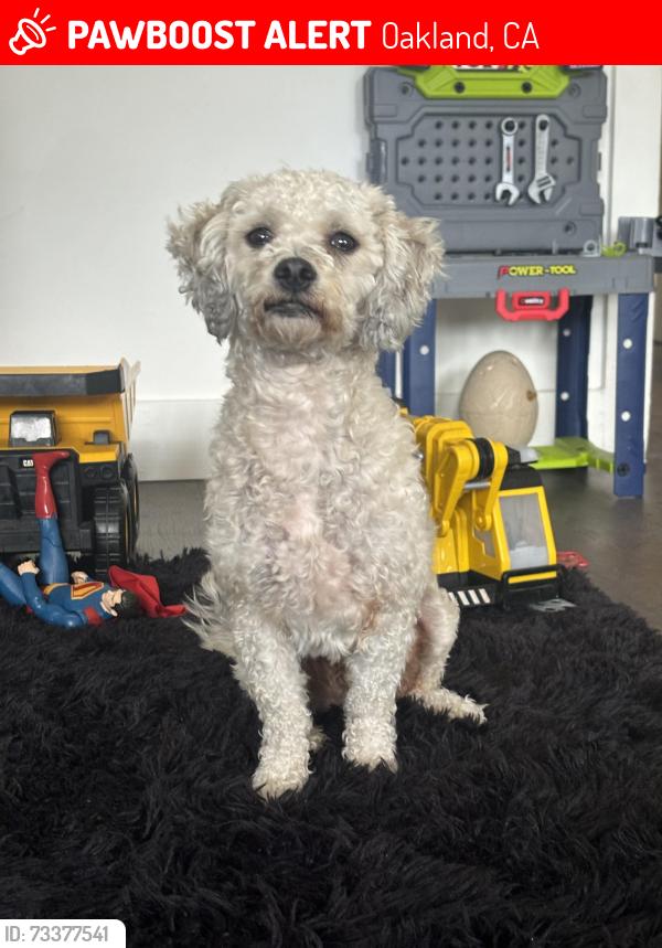 Lost Male Dog last seen Oakland California, Oakland, CA 94603