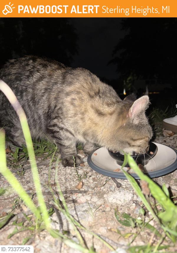 Found/Stray Female Cat last seen Near mike & mound, Sterling Heights, MI 48312