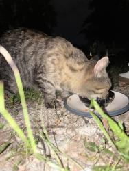 Found/Stray Female Cat last seen Near mike & mound, Sterling Heights, MI 48312