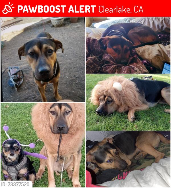 Lost Male Dog last seen Old hwy 53/ around the corner from Crossroads, Clearlake, CA 95422